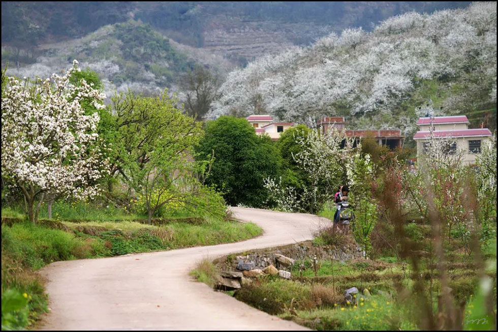 【春天,广西桂林灌阳县向您发出邀请!】我们在灌阳看梨花 - 游山玩水 - 巴音郭楞生活社区 - 巴音郭楞28生活网 bygl.28life.com