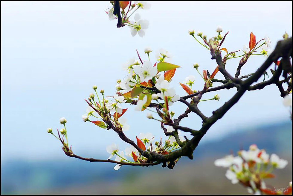 【春天,广西桂林灌阳县向您发出邀请!】我们在灌阳看梨花 - 游山玩水 - 巴音郭楞生活社区 - 巴音郭楞28生活网 bygl.28life.com