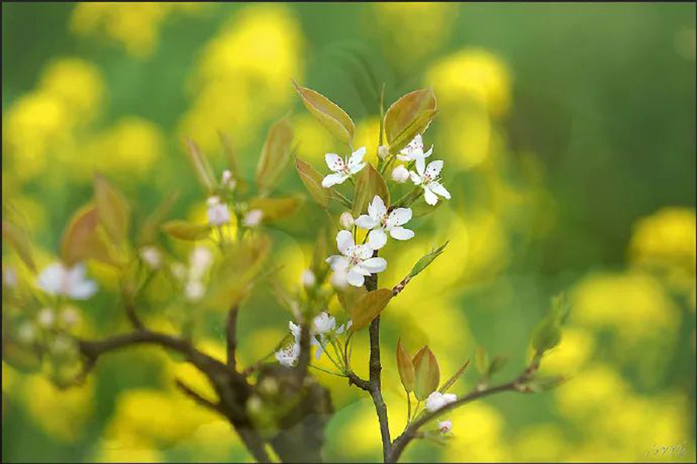 【春天,广西桂林灌阳县向您发出邀请!】我们在灌阳看梨花 - 游山玩水 - 巴音郭楞生活社区 - 巴音郭楞28生活网 bygl.28life.com