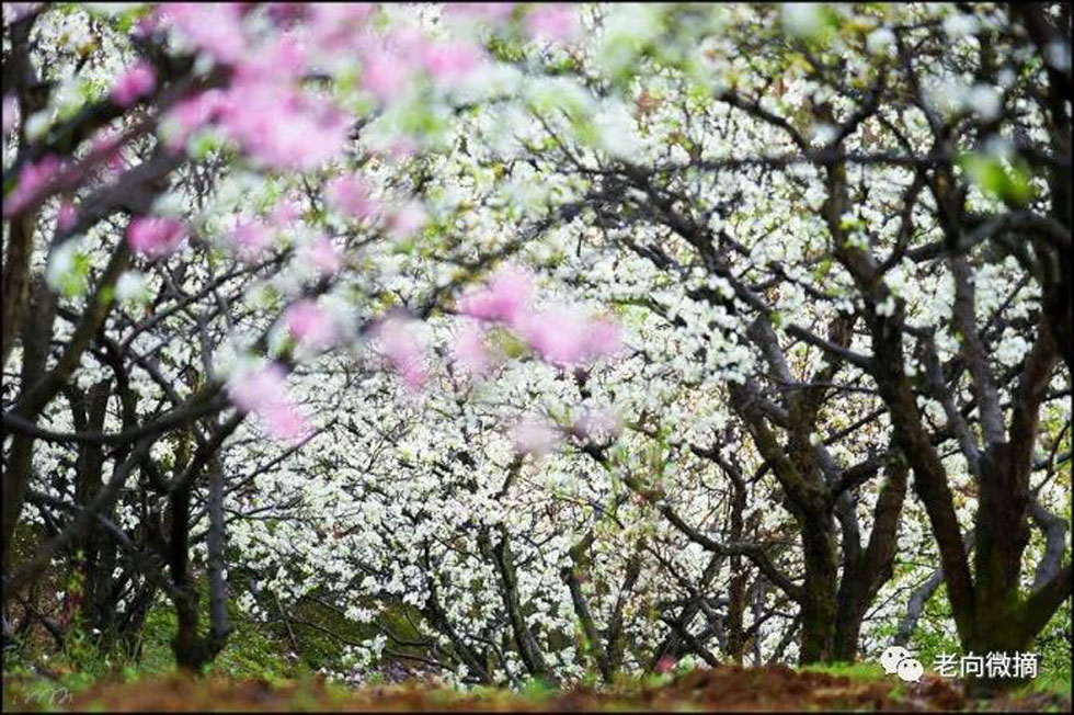 【春天,广西桂林灌阳县向您发出邀请!】我们在灌阳看梨花 - 游山玩水 - 巴音郭楞生活社区 - 巴音郭楞28生活网 bygl.28life.com