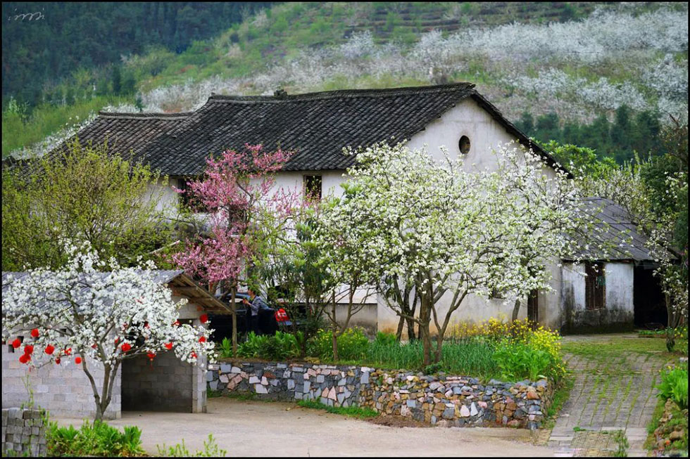 【春天,广西桂林灌阳县向您发出邀请!】我们在灌阳看梨花 - 游山玩水 - 巴音郭楞生活社区 - 巴音郭楞28生活网 bygl.28life.com