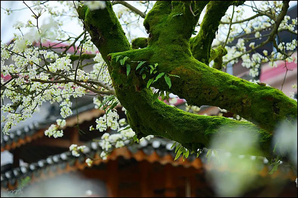 【春天,广西桂林灌阳县向您发出邀请!】我们在灌阳看梨花 - 游山玩水 - 巴音郭楞生活社区 - 巴音郭楞28生活网 bygl.28life.com