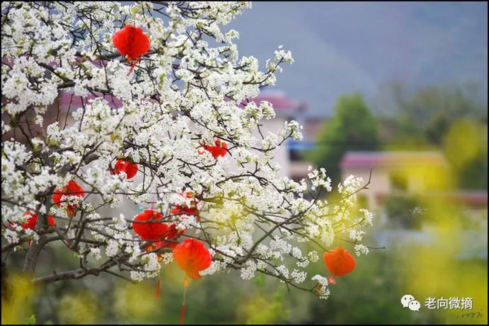 【春天,广西桂林灌阳县向您发出邀请!】我们在灌阳看梨花 - 游山玩水 - 巴音郭楞生活社区 - 巴音郭楞28生活网 bygl.28life.com