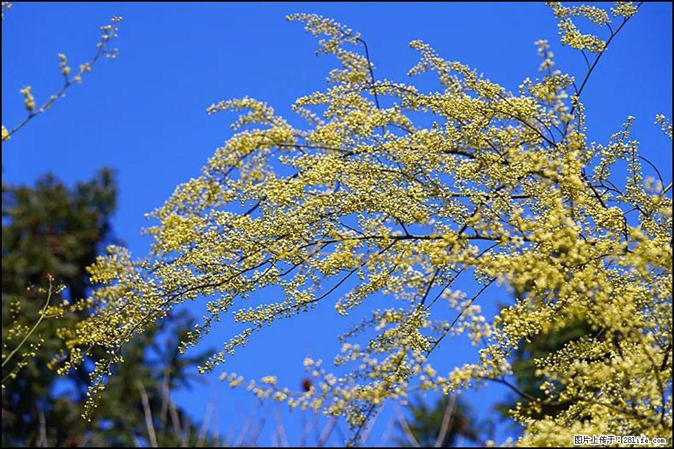 【春天,广西桂林灌阳县向您发出邀请!】米珠山前有片山苍子花在飘香 - 游山玩水 - 巴音郭楞生活社区 - 巴音郭楞28生活网 bygl.28life.com