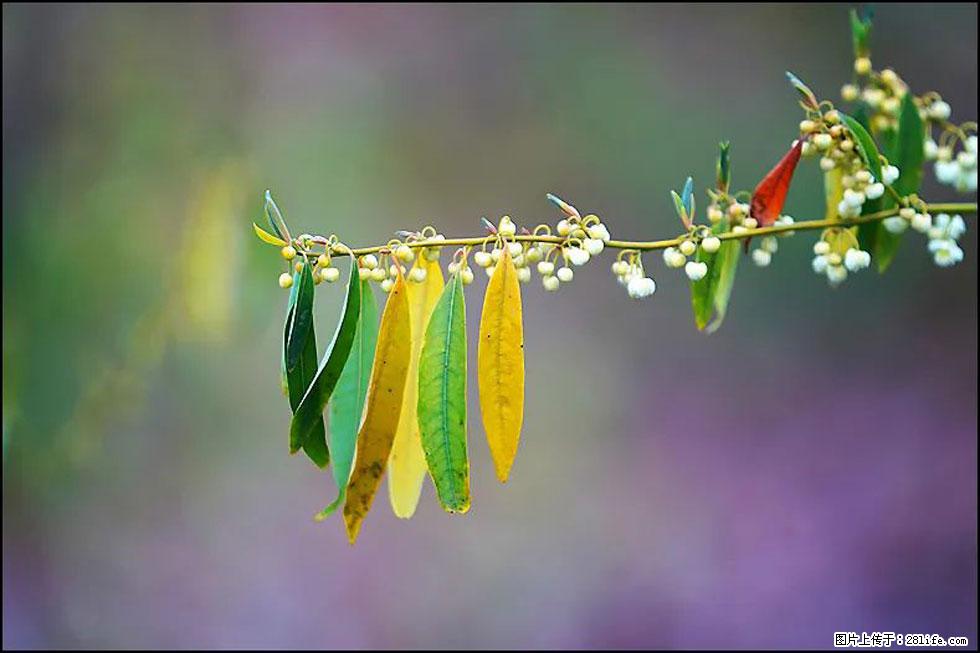 【春天,广西桂林灌阳县向您发出邀请!】米珠山前有片山苍子花在飘香 - 游山玩水 - 巴音郭楞生活社区 - 巴音郭楞28生活网 bygl.28life.com