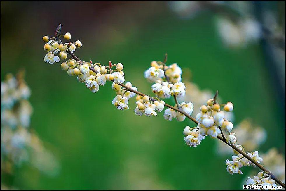 【春天,广西桂林灌阳县向您发出邀请!】米珠山前有片山苍子花在飘香 - 游山玩水 - 巴音郭楞生活社区 - 巴音郭楞28生活网 bygl.28life.com