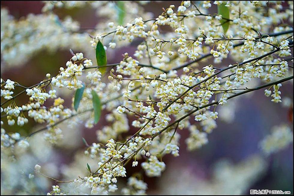 【春天,广西桂林灌阳县向您发出邀请!】米珠山前有片山苍子花在飘香 - 游山玩水 - 巴音郭楞生活社区 - 巴音郭楞28生活网 bygl.28life.com