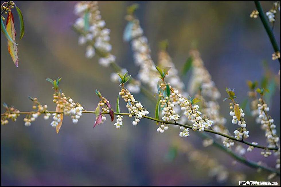 【春天,广西桂林灌阳县向您发出邀请!】米珠山前有片山苍子花在飘香 - 游山玩水 - 巴音郭楞生活社区 - 巴音郭楞28生活网 bygl.28life.com