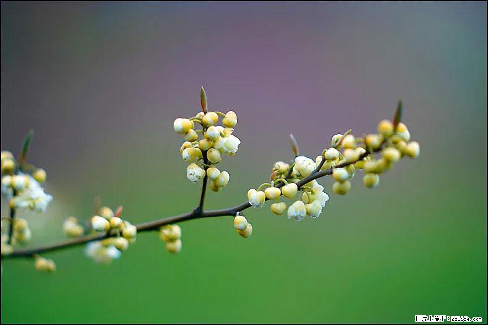 【春天,广西桂林灌阳县向您发出邀请!】米珠山前有片山苍子花在飘香 - 游山玩水 - 巴音郭楞生活社区 - 巴音郭楞28生活网 bygl.28life.com