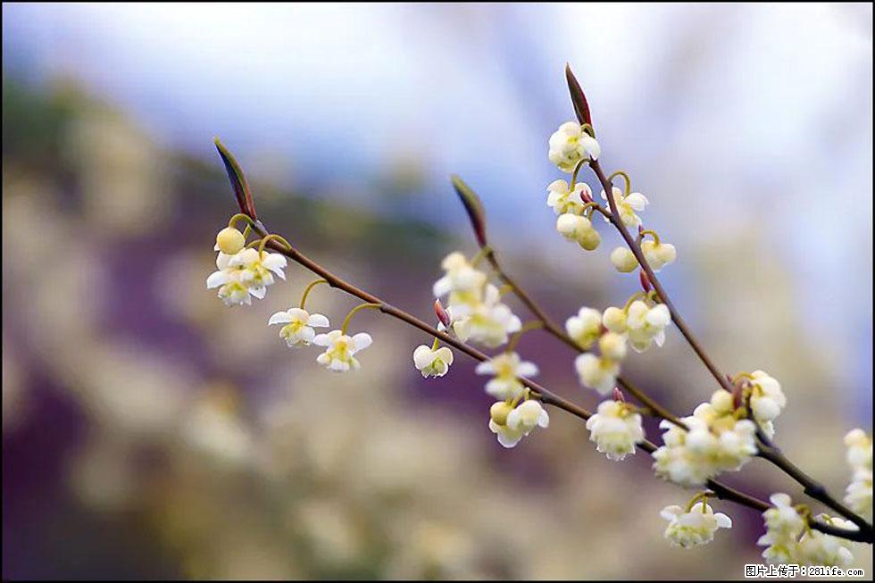 【春天,广西桂林灌阳县向您发出邀请!】米珠山前有片山苍子花在飘香 - 游山玩水 - 巴音郭楞生活社区 - 巴音郭楞28生活网 bygl.28life.com