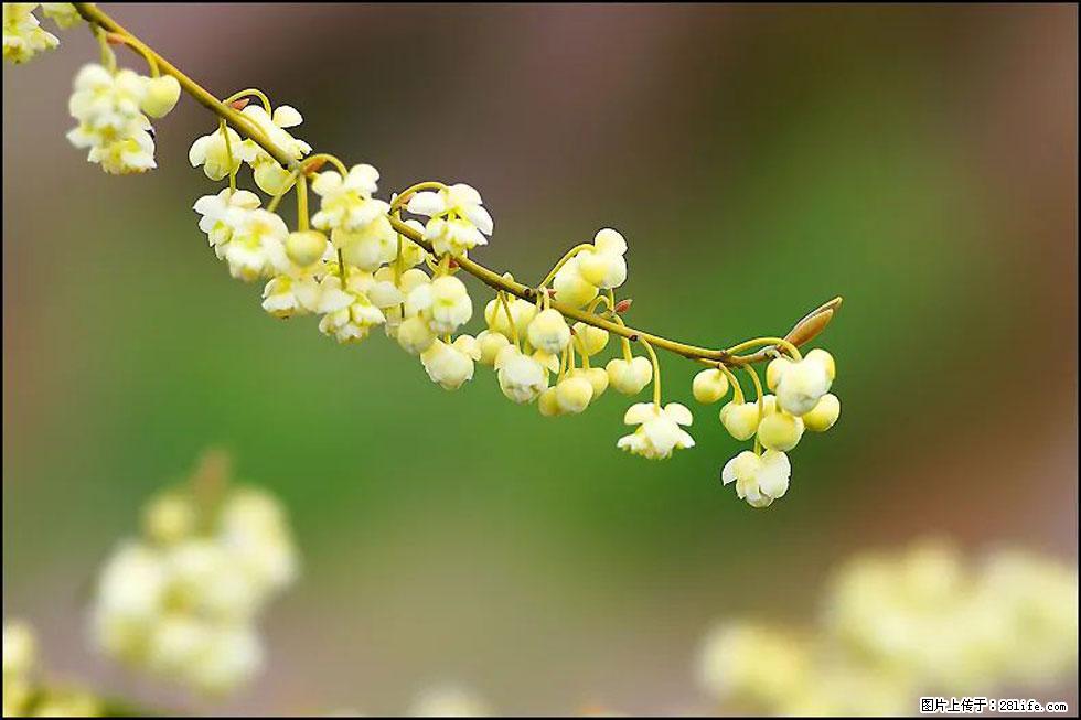 【春天,广西桂林灌阳县向您发出邀请!】米珠山前有片山苍子花在飘香 - 游山玩水 - 巴音郭楞生活社区 - 巴音郭楞28生活网 bygl.28life.com