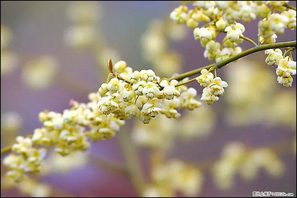 【春天,广西桂林灌阳县向您发出邀请!】米珠山前有片山苍子花在飘香 - 游山玩水 - 巴音郭楞生活社区 - 巴音郭楞28生活网 bygl.28life.com