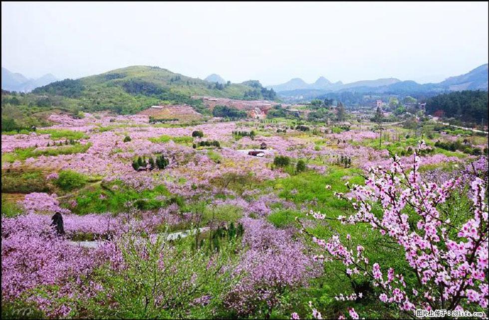 【春天，广西桂林灌阳县向您发出邀请！】官庄村有个醉美的桃花园 - 游山玩水 - 巴音郭楞生活社区 - 巴音郭楞28生活网 bygl.28life.com