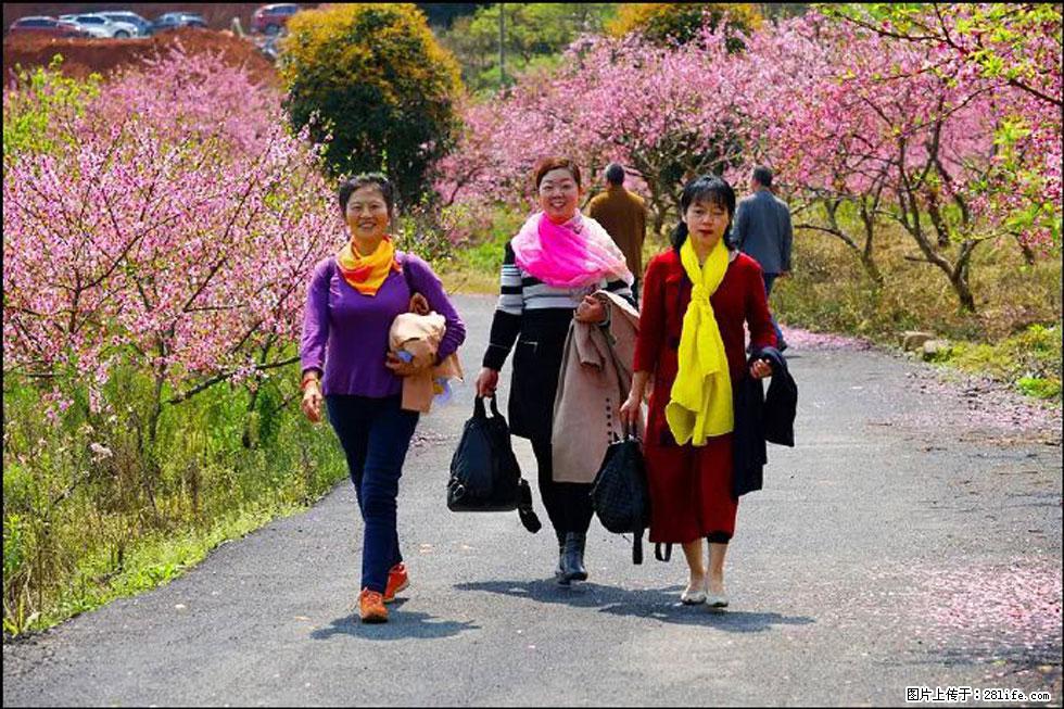 【春天，广西桂林灌阳县向您发出邀请！】官庄村有个醉美的桃花园 - 游山玩水 - 巴音郭楞生活社区 - 巴音郭楞28生活网 bygl.28life.com