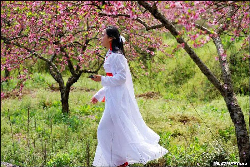 【春天，广西桂林灌阳县向您发出邀请！】官庄村有个醉美的桃花园 - 游山玩水 - 巴音郭楞生活社区 - 巴音郭楞28生活网 bygl.28life.com