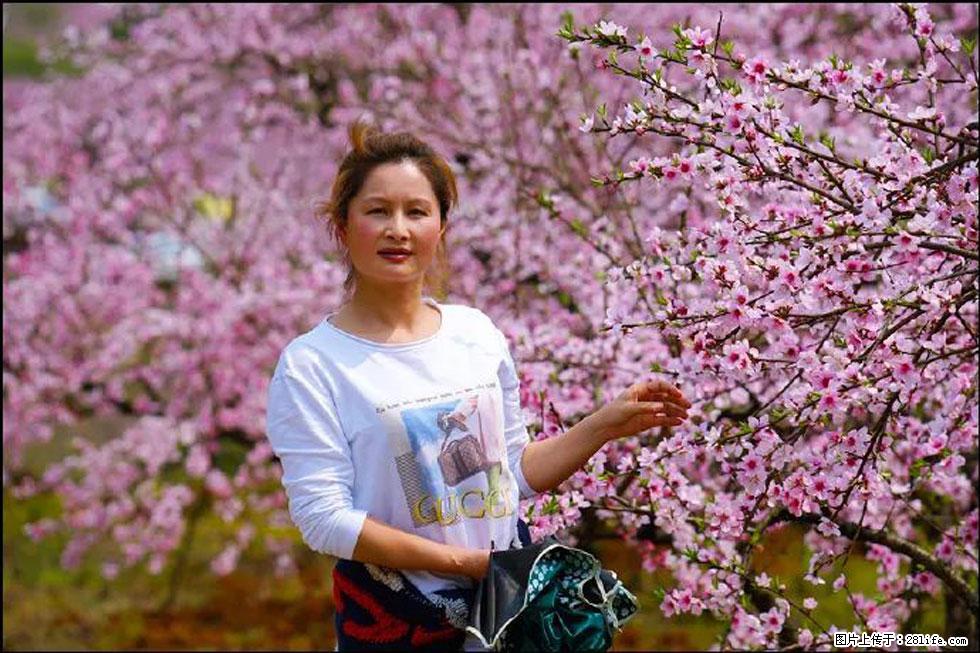 【春天，广西桂林灌阳县向您发出邀请！】官庄村有个醉美的桃花园 - 游山玩水 - 巴音郭楞生活社区 - 巴音郭楞28生活网 bygl.28life.com