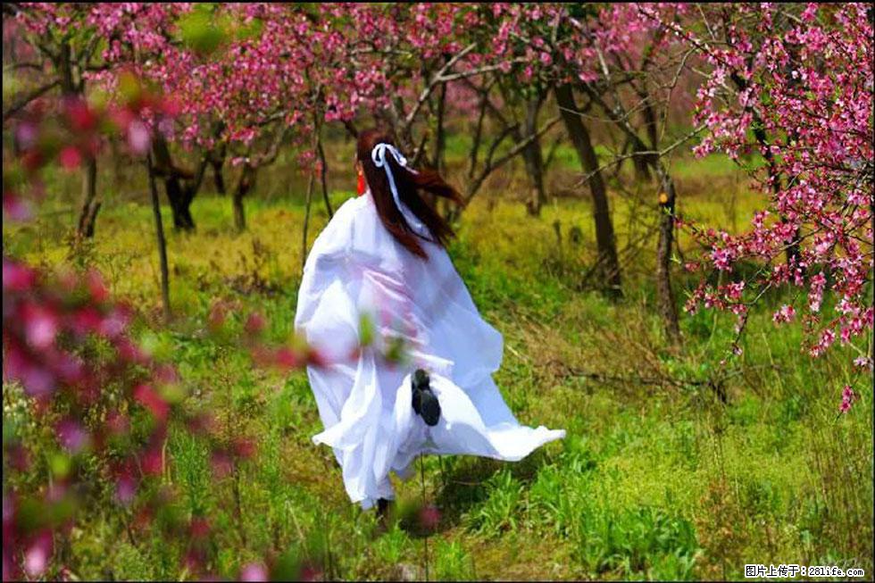 【春天，广西桂林灌阳县向您发出邀请！】官庄村有个醉美的桃花园 - 游山玩水 - 巴音郭楞生活社区 - 巴音郭楞28生活网 bygl.28life.com