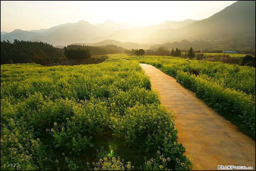 【春天,广西桂林灌阳县向您发出邀请!】长坪村油菜盛情花开 - 游山玩水 - 巴音郭楞生活社区 - 巴音郭楞28生活网 bygl.28life.com