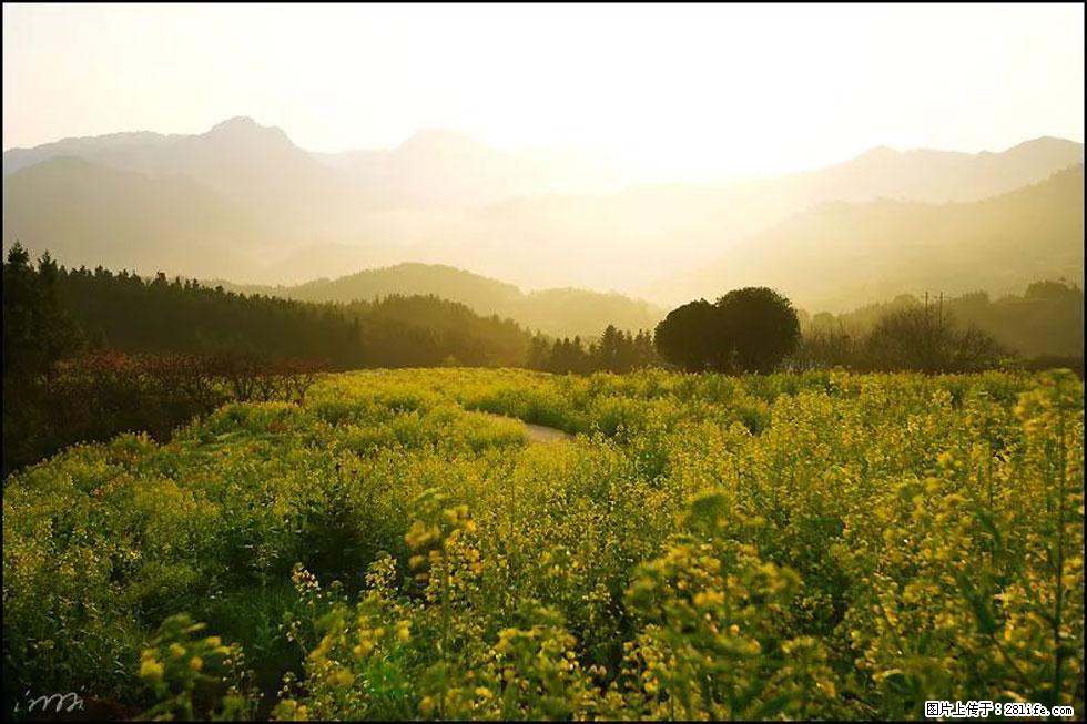 【春天,广西桂林灌阳县向您发出邀请!】长坪村油菜盛情花开 - 游山玩水 - 巴音郭楞生活社区 - 巴音郭楞28生活网 bygl.28life.com