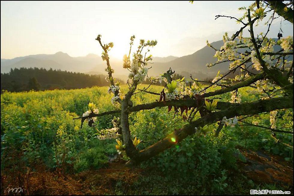 【春天,广西桂林灌阳县向您发出邀请!】长坪村油菜盛情花开 - 游山玩水 - 巴音郭楞生活社区 - 巴音郭楞28生活网 bygl.28life.com