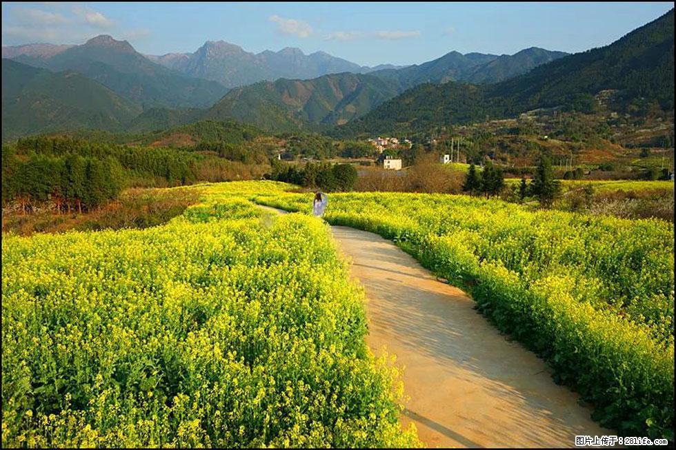 【春天,广西桂林灌阳县向您发出邀请!】长坪村油菜盛情花开 - 游山玩水 - 巴音郭楞生活社区 - 巴音郭楞28生活网 bygl.28life.com