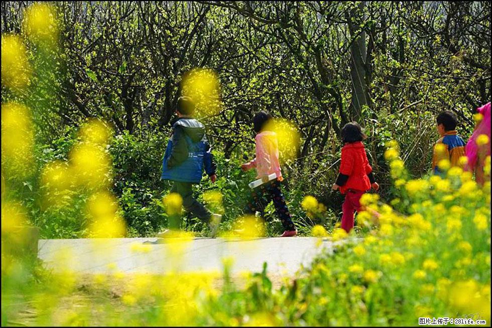 【春天,广西桂林灌阳县向您发出邀请!】长坪村油菜盛情花开 - 游山玩水 - 巴音郭楞生活社区 - 巴音郭楞28生活网 bygl.28life.com