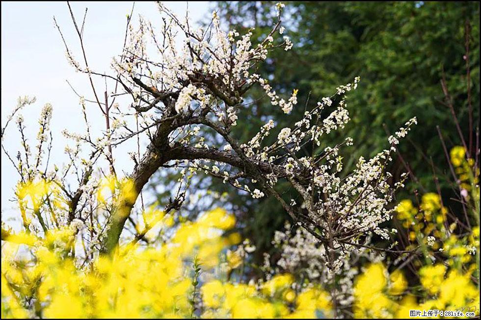 【春天,广西桂林灌阳县向您发出邀请!】长坪村油菜盛情花开 - 游山玩水 - 巴音郭楞生活社区 - 巴音郭楞28生活网 bygl.28life.com