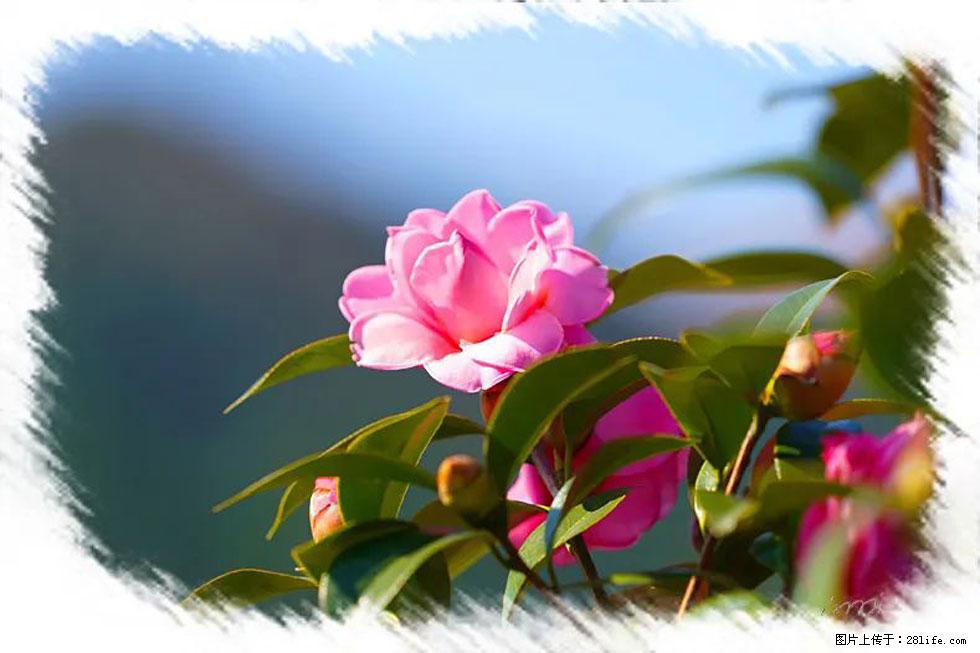 【春天,广西桂林灌阳县向您发出邀请!】杨柳井茶花惹人爱 - 游山玩水 - 巴音郭楞生活社区 - 巴音郭楞28生活网 bygl.28life.com