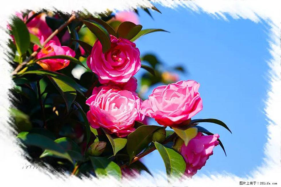 【春天,广西桂林灌阳县向您发出邀请!】杨柳井茶花惹人爱 - 游山玩水 - 巴音郭楞生活社区 - 巴音郭楞28生活网 bygl.28life.com