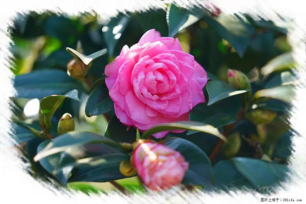 【春天,广西桂林灌阳县向您发出邀请!】杨柳井茶花惹人爱 - 游山玩水 - 巴音郭楞生活社区 - 巴音郭楞28生活网 bygl.28life.com