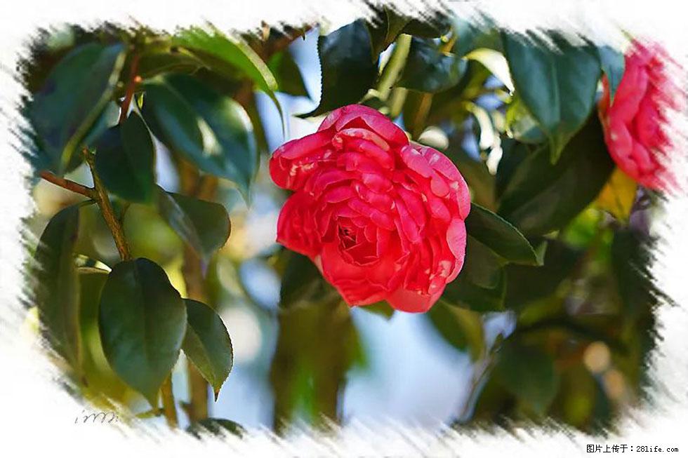 【春天,广西桂林灌阳县向您发出邀请!】杨柳井茶花惹人爱 - 游山玩水 - 巴音郭楞生活社区 - 巴音郭楞28生活网 bygl.28life.com