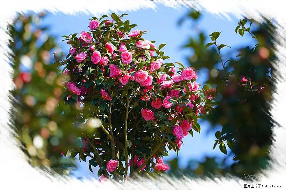 【春天,广西桂林灌阳县向您发出邀请!】杨柳井茶花惹人爱 - 游山玩水 - 巴音郭楞生活社区 - 巴音郭楞28生活网 bygl.28life.com