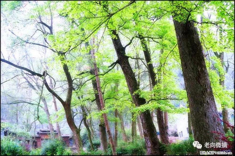 【春天,广西桂林灌阳县向您发出邀请!】在小龙村与春天约会 - 游山玩水 - 巴音郭楞生活社区 - 巴音郭楞28生活网 bygl.28life.com