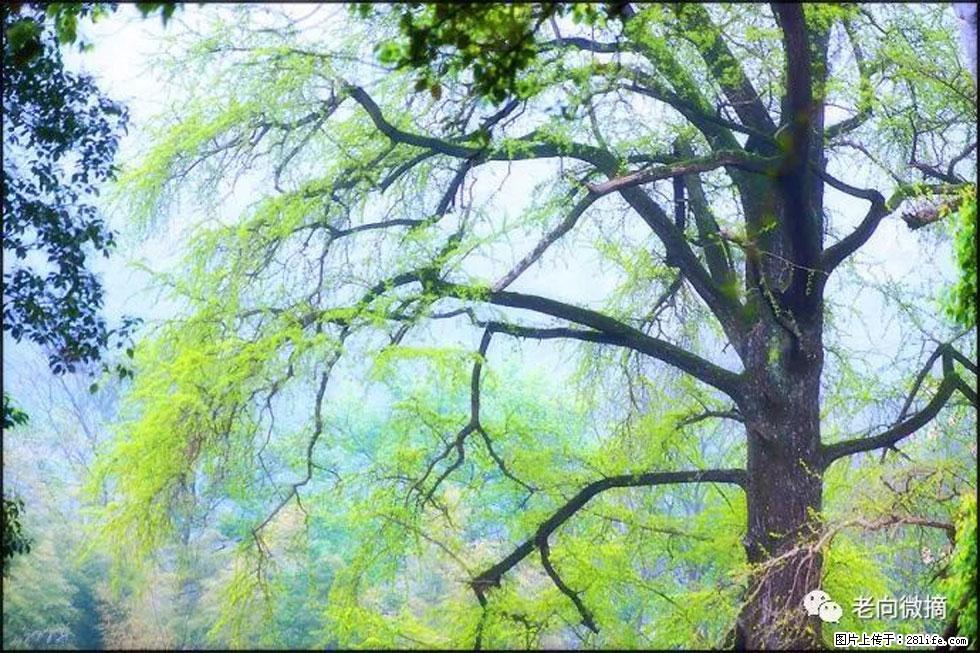 【春天,广西桂林灌阳县向您发出邀请!】在小龙村与春天约会 - 游山玩水 - 巴音郭楞生活社区 - 巴音郭楞28生活网 bygl.28life.com