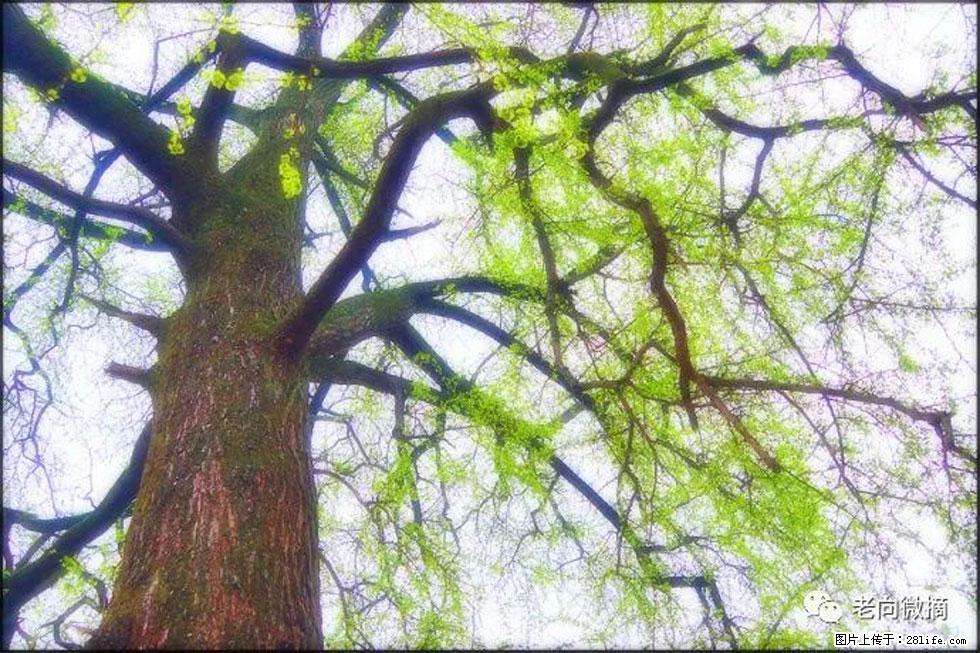 【春天,广西桂林灌阳县向您发出邀请!】在小龙村与春天约会 - 游山玩水 - 巴音郭楞生活社区 - 巴音郭楞28生活网 bygl.28life.com