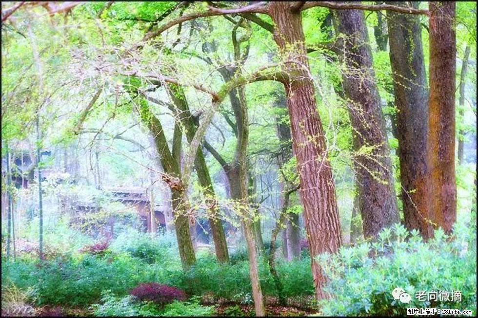 【春天,广西桂林灌阳县向您发出邀请!】在小龙村与春天约会 - 游山玩水 - 巴音郭楞生活社区 - 巴音郭楞28生活网 bygl.28life.com