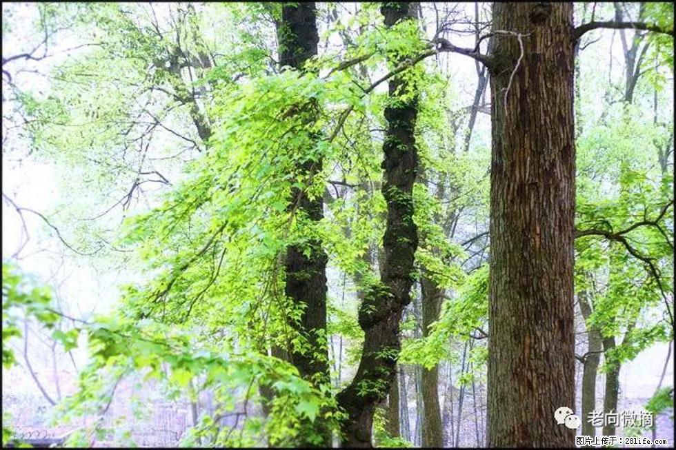 【春天,广西桂林灌阳县向您发出邀请!】在小龙村与春天约会 - 游山玩水 - 巴音郭楞生活社区 - 巴音郭楞28生活网 bygl.28life.com