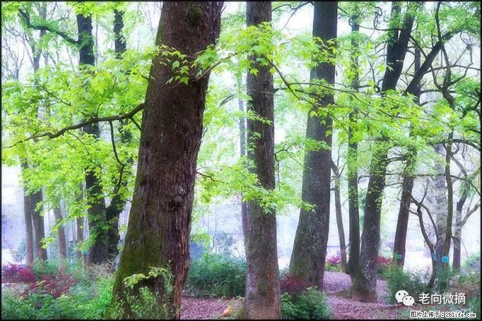 【春天,广西桂林灌阳县向您发出邀请!】在小龙村与春天约会 - 游山玩水 - 巴音郭楞生活社区 - 巴音郭楞28生活网 bygl.28life.com