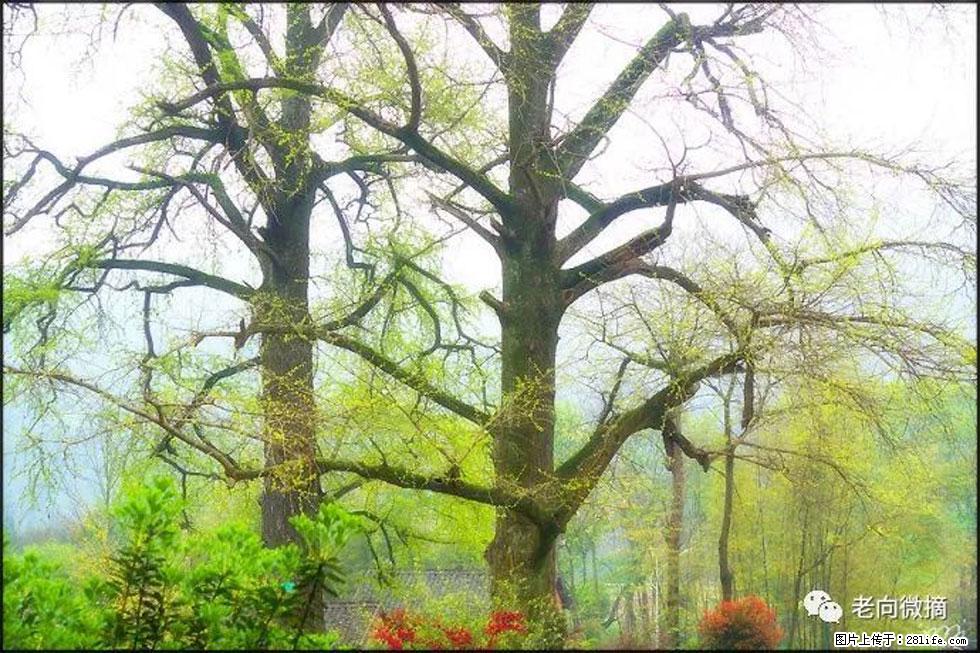 【春天,广西桂林灌阳县向您发出邀请!】在小龙村与春天约会 - 游山玩水 - 巴音郭楞生活社区 - 巴音郭楞28生活网 bygl.28life.com