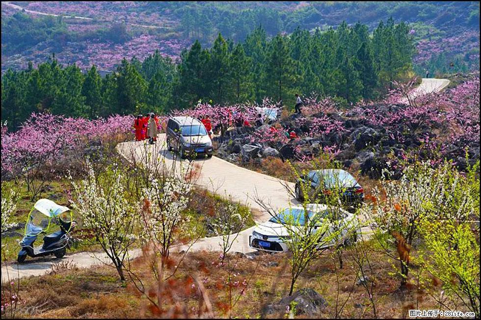 【春天,广西桂林灌阳县向您发出邀请!】望月岭上桃花开 - 游山玩水 - 巴音郭楞生活社区 - 巴音郭楞28生活网 bygl.28life.com