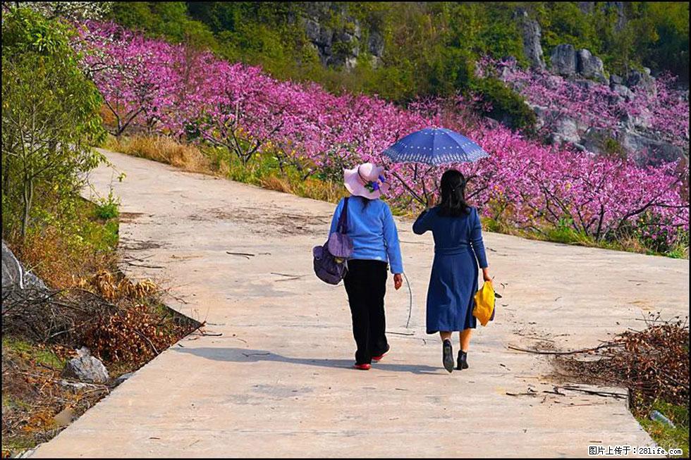 【春天,广西桂林灌阳县向您发出邀请!】望月岭上桃花开 - 游山玩水 - 巴音郭楞生活社区 - 巴音郭楞28生活网 bygl.28life.com
