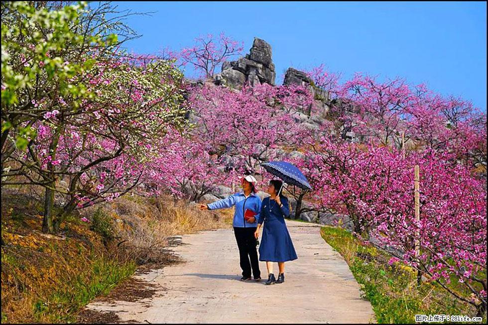 【春天,广西桂林灌阳县向您发出邀请!】望月岭上桃花开 - 游山玩水 - 巴音郭楞生活社区 - 巴音郭楞28生活网 bygl.28life.com