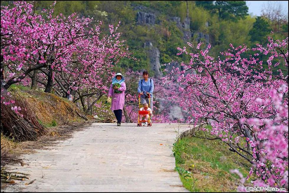 【春天,广西桂林灌阳县向您发出邀请!】望月岭上桃花开 - 游山玩水 - 巴音郭楞生活社区 - 巴音郭楞28生活网 bygl.28life.com