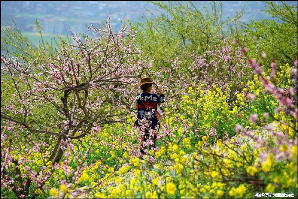 【春天,广西桂林灌阳县向您发出邀请!】望月岭上桃花开 - 游山玩水 - 巴音郭楞生活社区 - 巴音郭楞28生活网 bygl.28life.com