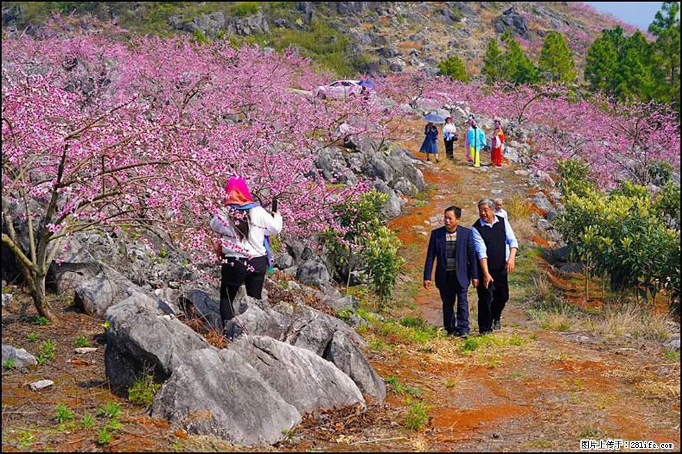 【春天,广西桂林灌阳县向您发出邀请!】望月岭上桃花开 - 游山玩水 - 巴音郭楞生活社区 - 巴音郭楞28生活网 bygl.28life.com