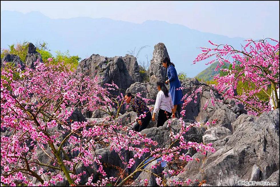 【春天,广西桂林灌阳县向您发出邀请!】望月岭上桃花开 - 游山玩水 - 巴音郭楞生活社区 - 巴音郭楞28生活网 bygl.28life.com