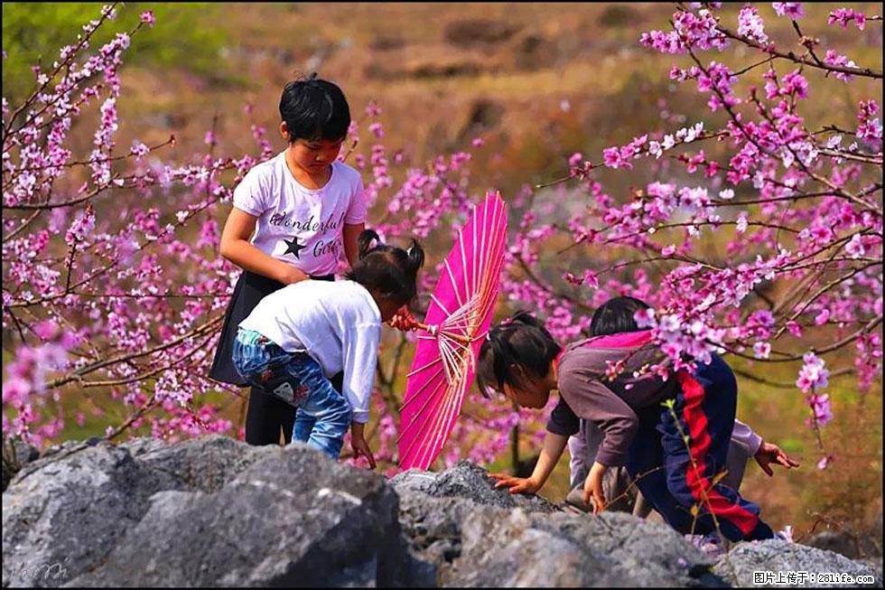 【春天,广西桂林灌阳县向您发出邀请!】望月岭上桃花开 - 游山玩水 - 巴音郭楞生活社区 - 巴音郭楞28生活网 bygl.28life.com