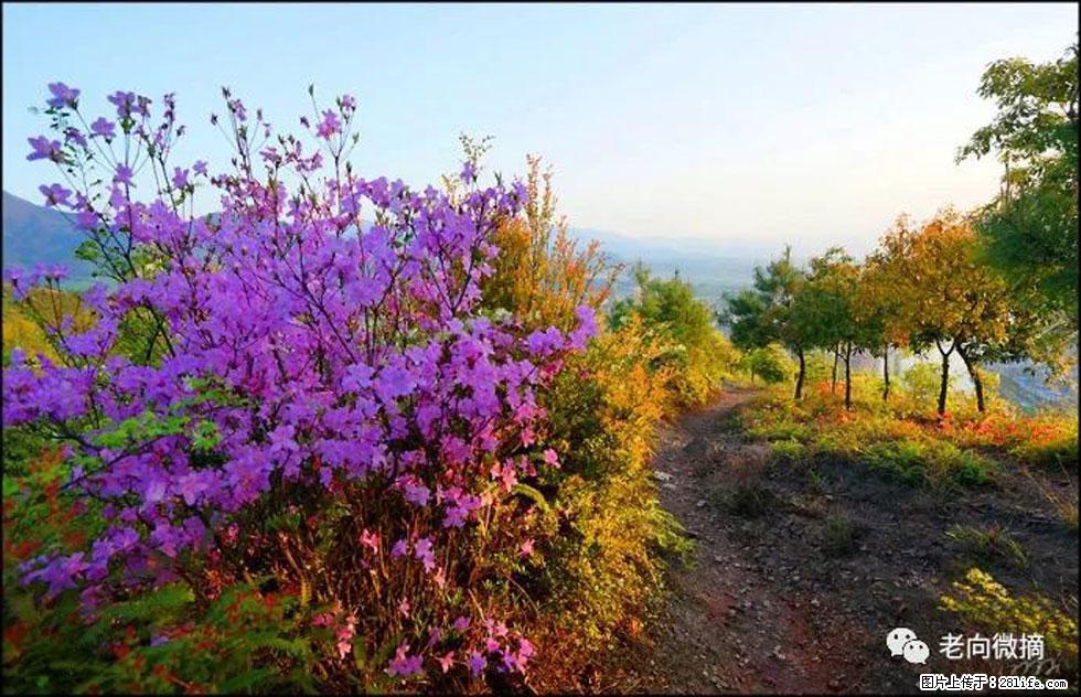 【春天，广西桂林灌阳县向您发出邀请！】登麒麟山，相约映山红 - 游山玩水 - 巴音郭楞生活社区 - 巴音郭楞28生活网 bygl.28life.com