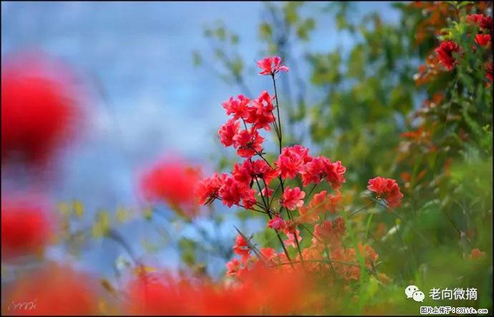 【春天，广西桂林灌阳县向您发出邀请！】登麒麟山，相约映山红 - 游山玩水 - 巴音郭楞生活社区 - 巴音郭楞28生活网 bygl.28life.com