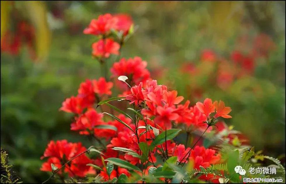 【春天，广西桂林灌阳县向您发出邀请！】登麒麟山，相约映山红 - 游山玩水 - 巴音郭楞生活社区 - 巴音郭楞28生活网 bygl.28life.com